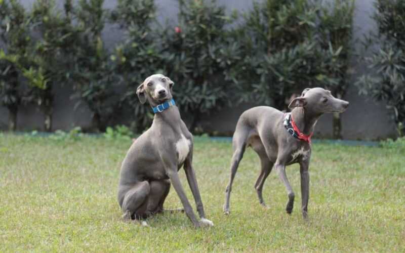 Explorando a Elegância e a História do Italian Greyhound: Um Guia Completo sobre a Raça