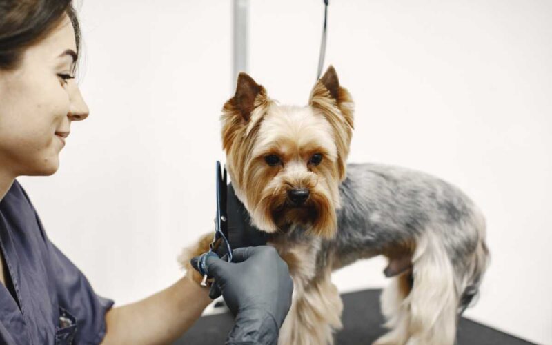 Tosar cachorro no calor ajuda ou atrapalha? O que poucos tutores sabem